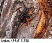 Шершень у входа в гнездо в старой сосне. A hornet (Vespa crabro) at the entrance to the nest in an old pine tree. Стоковое фото, фотограф Евгений Романов / Фотобанк Лори