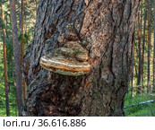 Гриб трутовик на стволе сосны. A tinder fungus on the trunk of a pine tree. Стоковое фото, фотограф Евгений Романов / Фотобанк Лори