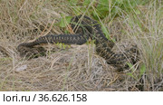Южный Урал. Гадюка обыкновенная в траве. Southern Urals. Common European viper in the grass. Стоковое видео, видеограф Евгений Романов / Фотобанк Лори