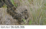 Южный Урал. Гадюка обыкновенная в траве. Southern Urals. Common European viper in the grass. Стоковое видео, видеограф Евгений Романов / Фотобанк Лори