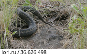 Южный Урал. Гадюка обыкновенная в траве. Southern Urals. Common European viper in the grass. Стоковое видео, видеограф Евгений Романов / Фотобанк Лори
