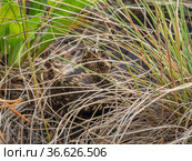 Южный Урал. Гадюка обыкновенная в траве. Southern Urals. Common European viper in the grass. Стоковое фото, фотограф Евгений Романов / Фотобанк Лори