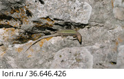 Северный Кавказ. Кавказская ящерица в период размножения. North Caucasus. Caucasian lizards (Darevskia caucasica) during the breeding season. Стоковое видео, видеограф Евгений Романов / Фотобанк Лори