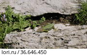 Северный Кавказ. Кавказская ящерица в период размножения. North Caucasus. Caucasian lizards (Darevskia caucasica) during the breeding season. Стоковое видео, видеограф Евгений Романов / Фотобанк Лори