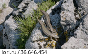 Северный Кавказ. Кавказская ящерица в период размножения. North Caucasus. Caucasian lizards (Darevskia caucasica) during the breeding season. Стоковое видео, видеограф Евгений Романов / Фотобанк Лори