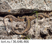 Северный Кавказ. Кавказская ящерица в период размножения. North Caucasus. Caucasian lizards (Darevskia caucasica) during the breeding season. Стоковое фото, фотограф Евгений Романов / Фотобанк Лори