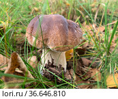 Cep, white mushroom or boletus - with brown cap one in the forest. Стоковое фото, фотограф Victoria Ivanova / Фотобанк Лори