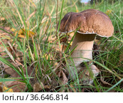 Cep, white mushroom or boletus - with brown cap one in the forest. Стоковое фото, фотограф Victoria Ivanova / Фотобанк Лори