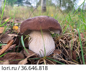 Cep, white mushroom or boletus - with brown cap one in the forest. Стоковое фото, фотограф Victoria Ivanova / Фотобанк Лори