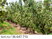 Image of rows with pear trees with fruits. Стоковое фото, фотограф Яков Филимонов / Фотобанк Лори