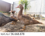 Индоутки в загоне. Стоковое фото, фотограф Типляшина Евгения / Фотобанк Лори