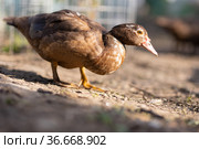 Индоутки в загоне. Стоковое фото, фотограф Типляшина Евгения / Фотобанк Лори