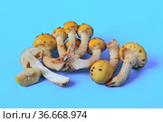 Гриб чешуйчатка золотистая (Pholiota aurivella) Стоковое фото, фотограф Владимир Литвинов / Фотобанк Лори