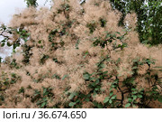 Скумпия кожевенная (Cotinus coggygria) в период плодоношения. Стоковое фото, фотограф Илюхина Наталья / Фотобанк Лори