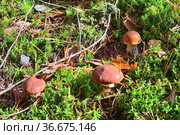 Белый гриб боровик дубовый (Boletus reticulatus) и два масленка настоящих (Boletus luteus), растущие в лесу. Стоковое фото, фотограф Владимир Литвинов / Фотобанк Лори