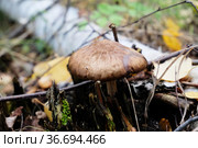 Deer mushroom pluteus among the foliage and branches in the autumn forest. Fawn deer shield, fawn-colored mushroom, pluteus cervinus. Стоковое фото, фотограф Кристина Сорокина / Фотобанк Лори