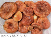 Свежий гриб рыжик настоящий (Lactarius deliciosus) Стоковое фото, фотограф Владимир Литвинов / Фотобанк Лори
