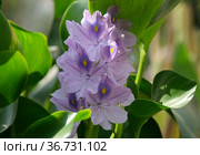 Water hyacinth Eichornia (Eichornia crassipes) in a little pond. Стоковое фото, фотограф Irina Opachevsky / Фотобанк Лори
