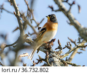 Вьюрок или юрок (Fringilla montifringilla) - Brambling. Стоковое фото, фотограф Галина Савина / Фотобанк Лори