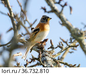Вьюрок или юрок (Fringilla montifringilla) - Brambling. Стоковое фото, фотограф Галина Савина / Фотобанк Лори