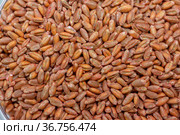 Wheat seeds, cereal seeds with red seed dressing or seed treatment. Стоковое фото, фотограф Ольга Сейфутдинова / Фотобанк Лори