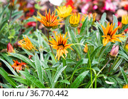Красивые цветы оранжевой Гацании (Gazania) в осенний день. Стоковое фото, фотограф E. O. / Фотобанк Лори