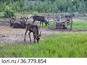 Tamed reindeer graze in the Siberian taiga. Стоковое фото, фотограф Круглов Олег / Фотобанк Лори