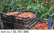 Crates with harvest of ripe red Cherry tomatoes in greenhouse. Стоковое видео, видеограф Яков Филимонов / Фотобанк Лори