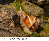 Съедобная улитка или эскарго ползёт по камням. Edible snail or escargot (Helix pomatia) crawls on the rock. Стоковое фото, фотограф Евгений Романов / Фотобанк Лори