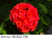 Цветущая красная герань (Пеларгония зональная, лат. Pelargonium zonale) Стоковое фото, фотограф Сергей Рыбин / Фотобанк Лори