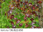 Цветение клена остролистного, сорт Кримсон Кинг  (Acer  platanoides L., Crimson King) Стоковое фото, фотограф Ирина Борсученко / Фотобанк Лори