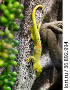 Фельзума мадагаскарская (Madagascar Day Gecko) Стоковое фото, фотограф Галина Савина / Фотобанк Лори