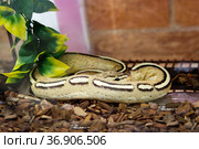 Royal Python, Ball Python. Королевский питон. Стоковое фото, фотограф Галина Савина / Фотобанк Лори