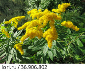 Цветущий Золотарник (Goldenrod) Стоковое фото, фотограф Татьяна Т / Фотобанк Лори