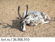 A lonely reindeer basking in the warm sand. Стоковое фото, фотограф Круглов Олег / Фотобанк Лори