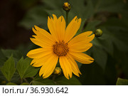 Flowering Tithonia diversifolia aka tree marigold, natural macro floral background. Стоковое фото, фотограф Tamara Kulikova / Фотобанк Лори