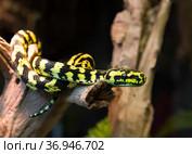 Змея Питон Ковровый (Carpet Python) Стоковое фото, фотограф Галина Савина / Фотобанк Лори