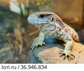 Капский варан малыш (англ. Cape monitor, savanna monitor, Bosc’s Monitor ), (лат. Varanus exanthematicus) Стоковое фото, фотограф Галина Савина / Фотобанк Лори