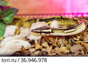 Королевский питон (Ball Python) Pastel Pied. Стоковое фото, фотограф Галина Савина / Фотобанк Лори