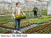 Female floriculturist arranging pots with blooming Calendula. Стоковое фото, фотограф Яков Филимонов / Фотобанк Лори
