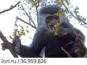 Королевский колобус (Colobus) сидит на дереве. Стоковое фото, фотограф EgleKa / Фотобанк Лори