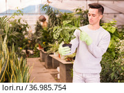 Florist inspecting Monstera in greenhouse. Стоковое фото, фотограф Яков Филимонов / Фотобанк Лори