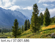 Slender young Siberian cedars on a hillside (2014 год). Редакционное фото, фотограф Виктор Никитин / Фотобанк Лори