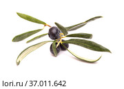 Agriculture of Gran Canaria - small twigs of olive tree Olea europaea from Tirajana municipalities, isolated on white. Стоковое фото, фотограф Tamara Kulikova / Фотобанк Лори