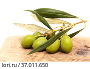Agriculture of Gran Canaria - small twigs of olive tree Olea europaea from Tirajana municipalities, isolated on white. Стоковое фото, фотограф Tamara Kulikova / Фотобанк Лори