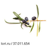 Agriculture of Gran Canaria - small twigs of olive tree Olea europaea from Tirajana municipalities, isolated on white. Стоковое фото, фотограф Tamara Kulikova / Фотобанк Лори