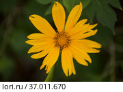 Flowering Tithonia diversifolia aka tree marigold, natural macro floral background. Стоковое фото, фотограф Tamara Kulikova / Фотобанк Лори