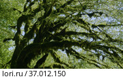 Кавказские горы. Каньон реки Кудепста. Дерево, покрытое мхом. The Caucasus Mountains. Kudepsta River Canyon. A tree covered with moss. Стоковое видео, видеограф Евгений Романов / Фотобанк Лори