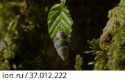 Кавказские горы. Улитка на листе дерева. The Caucasus Mountains. Snail on a tree leaf. Стоковое видео, видеограф Евгений Романов / Фотобанк Лори