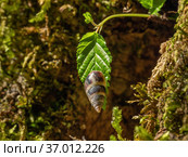 Кавказские горы. Улитка на листе дерева. The Caucasus Mountains. Snail on a tree leaf. Стоковое фото, фотограф Евгений Романов / Фотобанк Лори